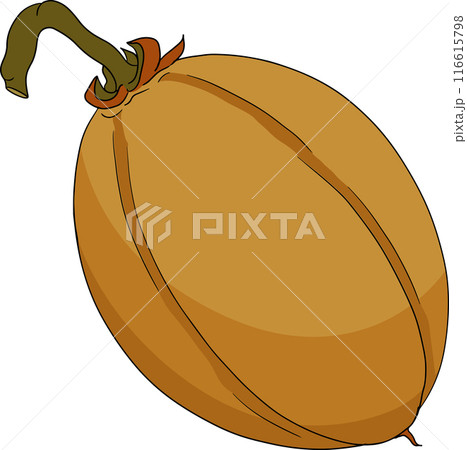 Chiku elements. Sapodilla naseberry pouteria colored fruits. Chiku elements. Sapodilla naseberry pouteria colored fruits. 116615798