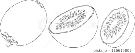 Vector hand drawn line Kiwifruit or Chinese gooseberry, or yangtaosign. Vector hand drawn line Kiwifruit or Chinese gooseberry, or yangtaosign. 116615803