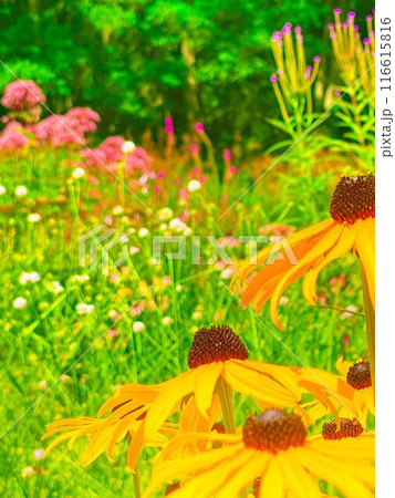 カラフルなお花畑 カラフルなお花畑 116615816