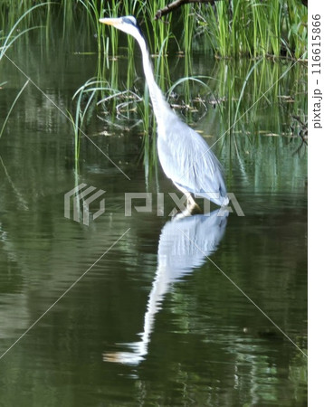 水面に映るサギ 116615866