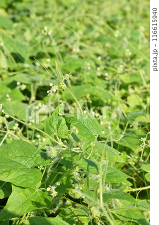 植物:アレチウリ ウリ科 埼玉県春日部市 植物:アレチウリ ウリ科 埼玉県春日部市 116615940