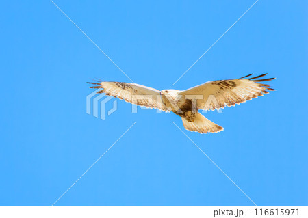 飛翔する美しいケアシノスリ（タカ科）。  日本国群馬県、利根川河川敷にて。 116615971