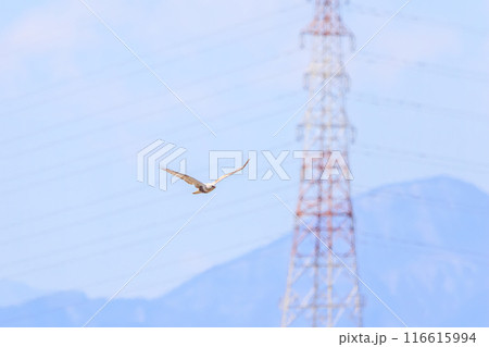 飛翔する美しいケアシノスリ（タカ科）。  日本国群馬県、利根川河川敷にて。 116615994
