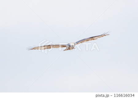 飛翔する美しいケアシノスリ（タカ科）。  日本国群馬県、利根川河川敷にて。 116616034