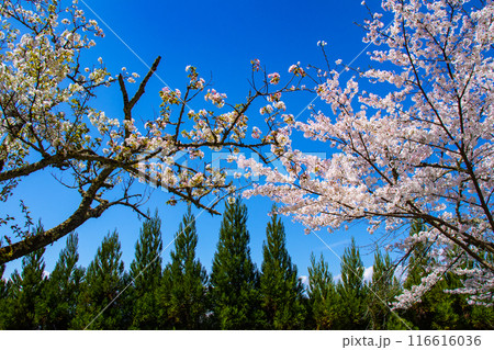 【京都風景】哲学の道 桜並木が続く美しい光景 【京都風景】哲学の道 桜並木が続く美しい光景 116616036