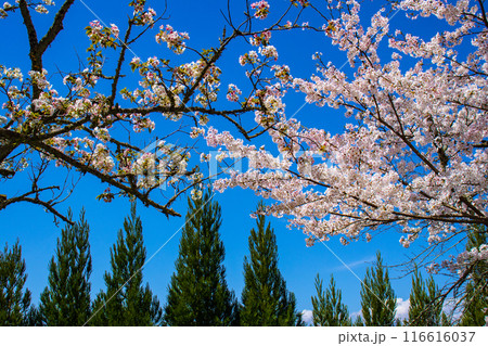 【京都風景】哲学の道 桜並木が続く美しい光景 【京都風景】哲学の道 桜並木が続く美しい光景 116616037
