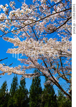 【京都風景】哲学の道 桜並木が続く美しい光景 【京都風景】哲学の道 桜並木が続く美しい光景 116616041
