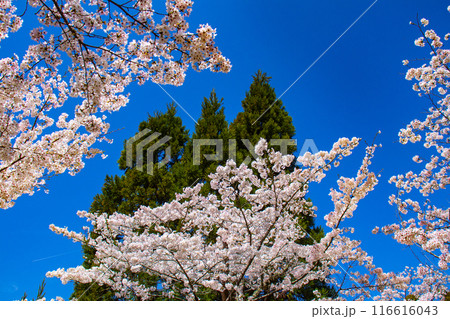 【京都風景】哲学の道 桜並木が続く美しい光景 【京都風景】哲学の道 桜並木が続く美しい光景 116616043