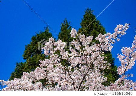 【京都風景】哲学の道　桜並木が続く美しい光景 116616046
