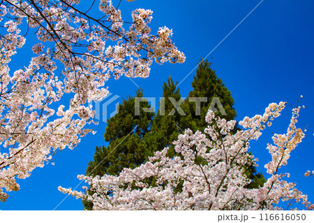【京都風景】哲学の道 桜並木が続く美しい光景 【京都風景】哲学の道 桜並木が続く美しい光景 116616050