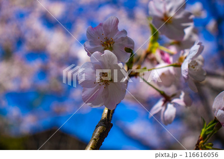【京都風景】哲学の道 桜並木が続く美しい光景 【京都風景】哲学の道 桜並木が続く美しい光景 116616056
