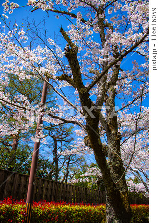 【京都風景】哲学の道　桜並木が続く美しい光景 116616059