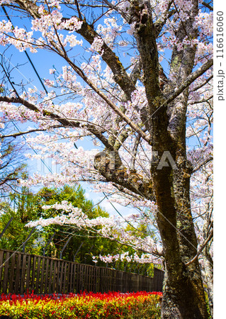 【京都風景】哲学の道 桜並木が続く美しい光景 【京都風景】哲学の道 桜並木が続く美しい光景 116616060