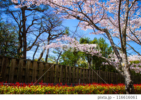 【京都風景】哲学の道 桜並木が続く美しい光景 【京都風景】哲学の道 桜並木が続く美しい光景 116616061