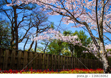 【京都風景】哲学の道 桜並木が続く美しい光景 【京都風景】哲学の道 桜並木が続く美しい光景 116616062
