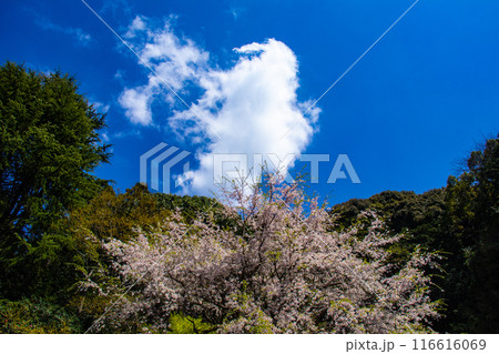 【京都風景】哲学の道　桜並木が続く美しい光景 116616069