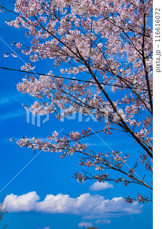 【京都風景】哲学の道 桜並木が続く美しい光景 【京都風景】哲学の道 桜並木が続く美しい光景 116616072