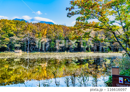 北海道 紅葉の知床五湖　～水鏡の五湖と知床連山～ 116616097
