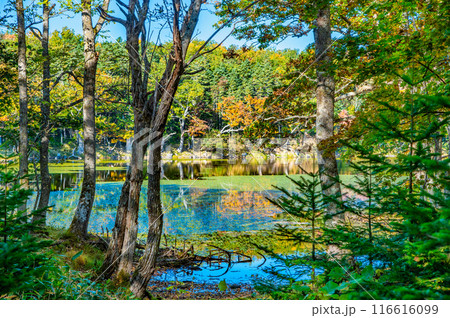 北海道 紅葉の知床五湖　～水鏡の五湖～ 116616099