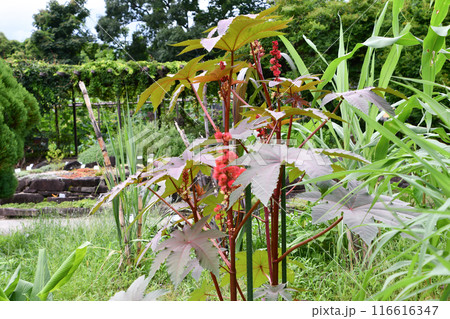 トウゴマ 116616347