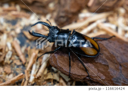 セアカフタマタクワガタ 116616424