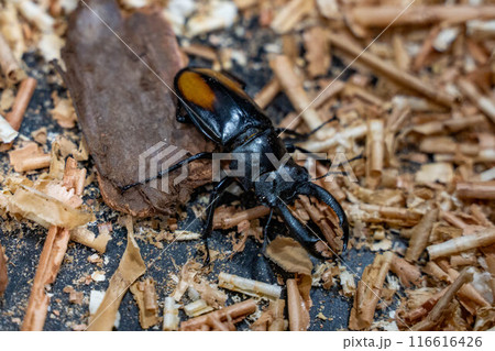 セアカフタマタクワガタ 116616426