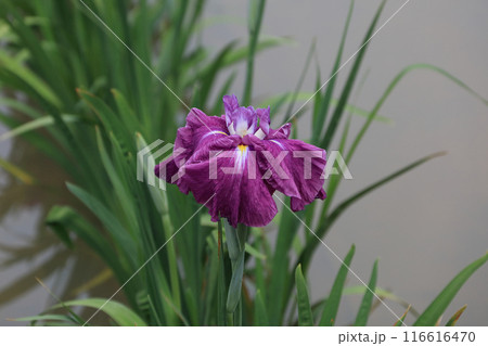 花菖蒲 116616470