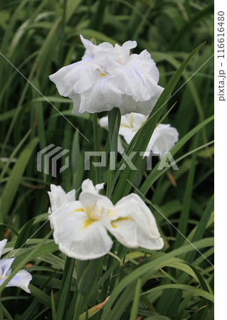 花菖蒲 花菖蒲 116616480