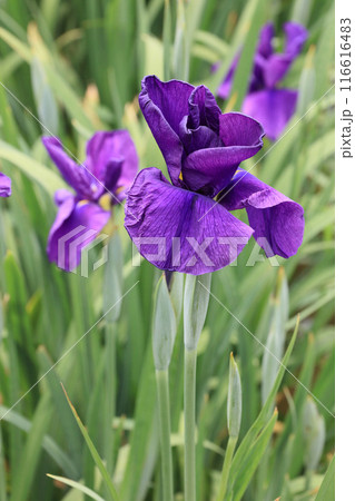 花菖蒲 花菖蒲 116616483