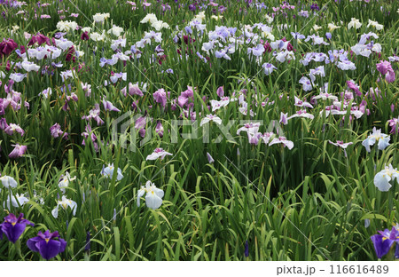 花菖蒲(群生) 花菖蒲(群生) 116616489