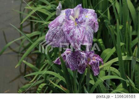 花菖蒲 116616503