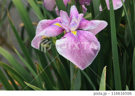 花菖蒲 116616506