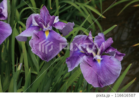 花菖蒲 花菖蒲 116616507