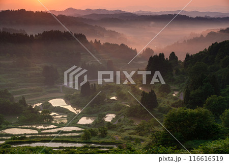 輝く朝霧 116616519