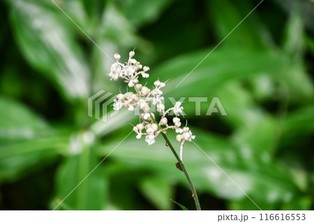 ヤブミョウガ 116616553