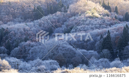 森の冬色イメージ 背景素材 森の冬色イメージ 背景素材 116616875