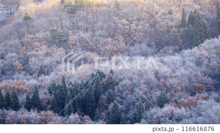 森の冬色イメージ　背景素材 116616876