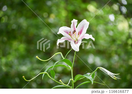 ユリ「ロビナ」 ユリ「ロビナ」 116616877