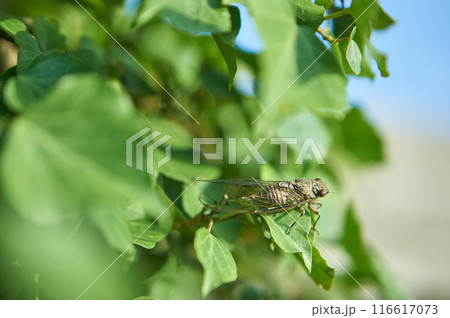 朝陽を浴びるツクツクボウシのメス 朝陽を浴びるツクツクボウシのメス 116617073