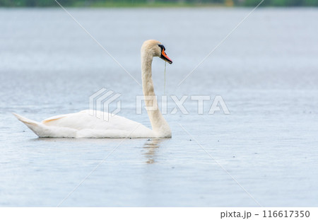 Graceful white Swan swimming in the lake, swans in the wild. Portrait of a white swan swimming on a lake. Graceful white Swan swimming in the lake, swans in the wild. Portrait of a white swan swimming on a lake. 116617350