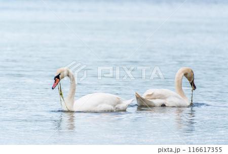 Two Graceful white Swans swimming in the lake, swans in the wild Two Graceful white Swans swimming in the lake, swans in the wild 116617355