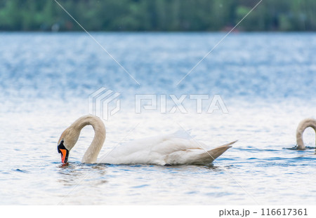 Graceful white Swan swimming in the lake, swans in the wild. Portrait of a white swan swimming on a lake. Graceful white Swan swimming in the lake, swans in the wild. Portrait of a white swan swimming on a lake. 116617361