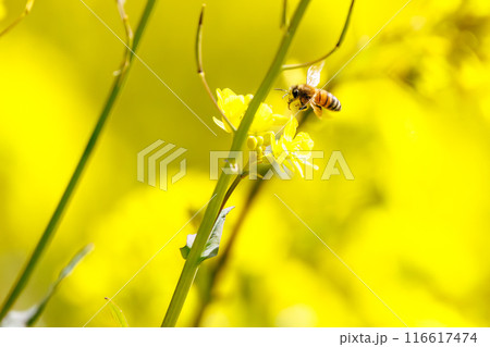 菜の花畑で蜜を集める可愛いミツバチ。 日本国群馬県、利根川河川敷にて。 菜の花畑で蜜を集める可愛いミツバチ。 日本国群馬県、利根川河川敷にて。 116617474