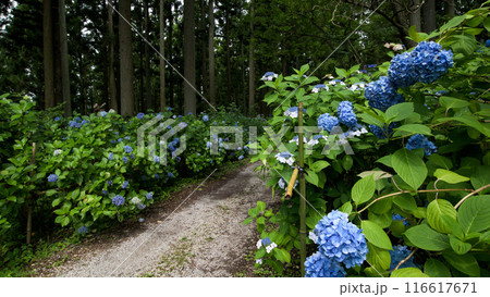 紫陽花の森 みちのくあじさい園 岩手県 紫陽花の森 みちのくあじさい園 岩手県 116617671