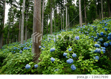 紫陽花の森 みちのくあじさい園 岩手県 紫陽花の森 みちのくあじさい園 岩手県 116617690