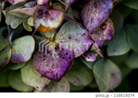 終の紫陽花 116618074