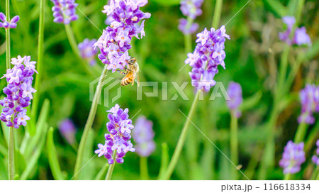 ミツバチ 116618334