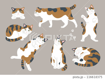 かわいい猫のさまざまなポーズのイラスト　三毛猫　バリエーション 116618375