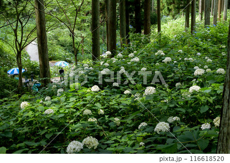 紫陽花の森 みちのくあじさい園 岩手県 紫陽花の森 みちのくあじさい園 岩手県 116618520
