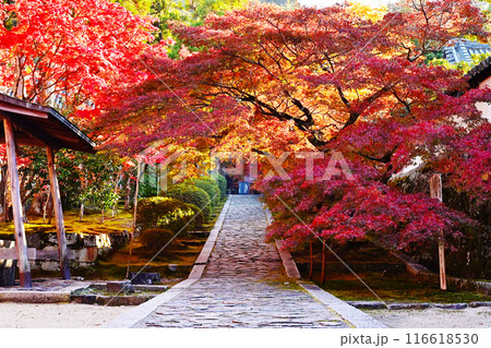 酬恩庵の紅葉の風景　一休寺の石畳の参道　京都の紅葉の名所　秋の京都観光スポット　 116618530